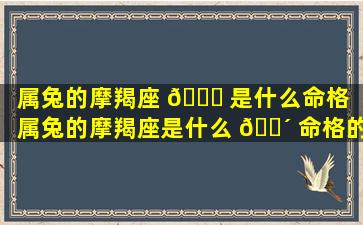 属兔的摩羯座 🍁 是什么命格「属兔的摩羯座是什么 🐴 命格的人」